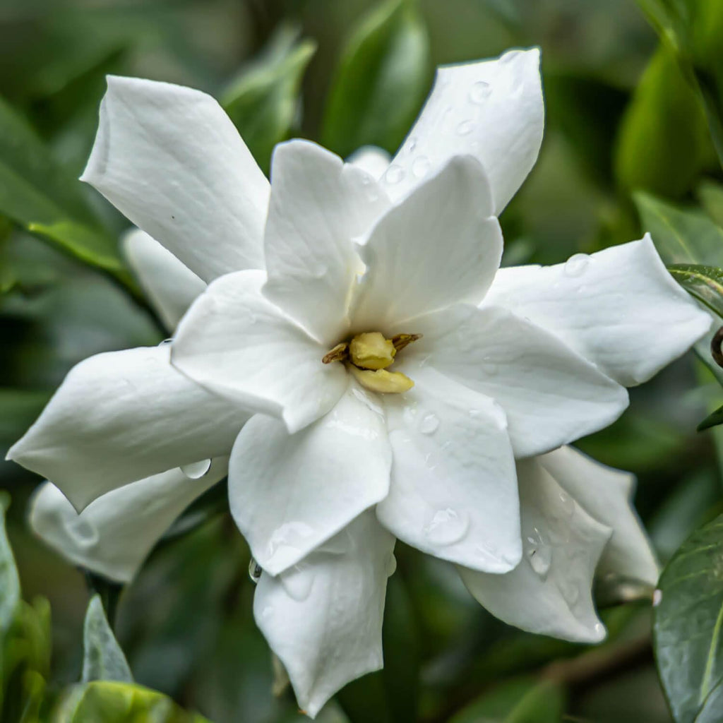Frostproof Gardenia 2.5 Quart Flowering Evergreen Shrub X193