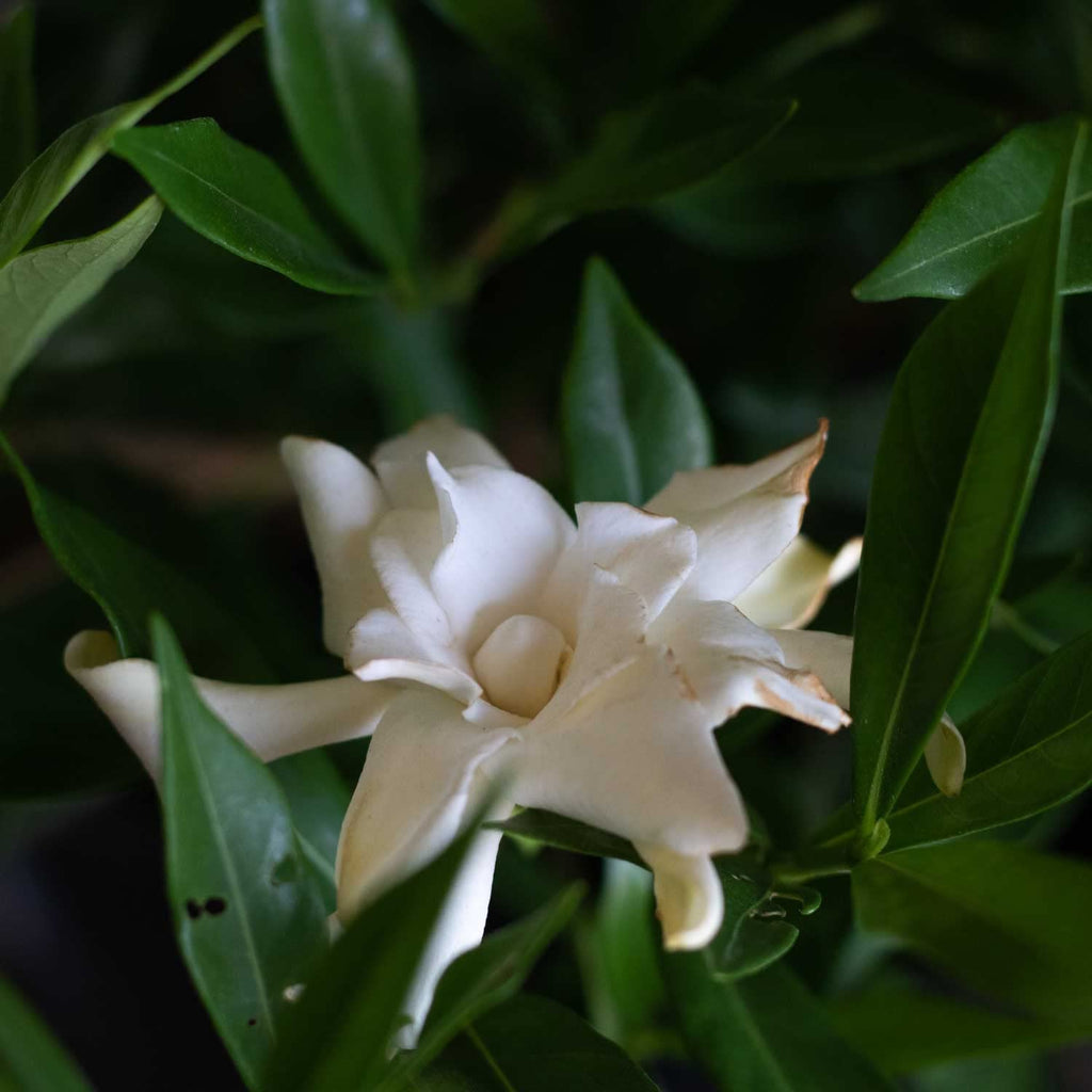 Frostproof Gardenia 2.5 Quart Flowering Evergreen Shrub X193