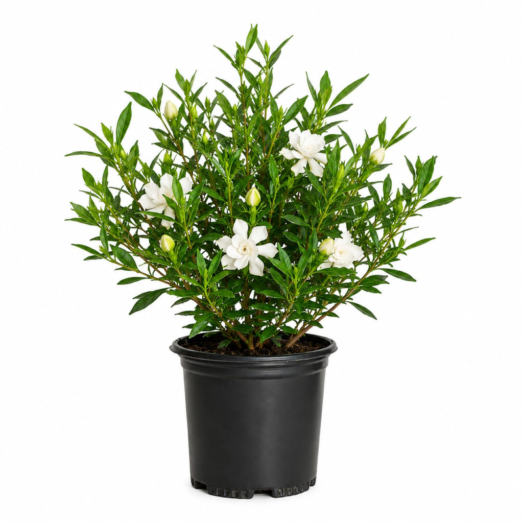 Frostproof Gardenia 2.5 Quart Flowering Evergreen Shrub X193