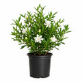 Frostproof Gardenia 2.5 Quart Flowering Evergreen Shrub X193