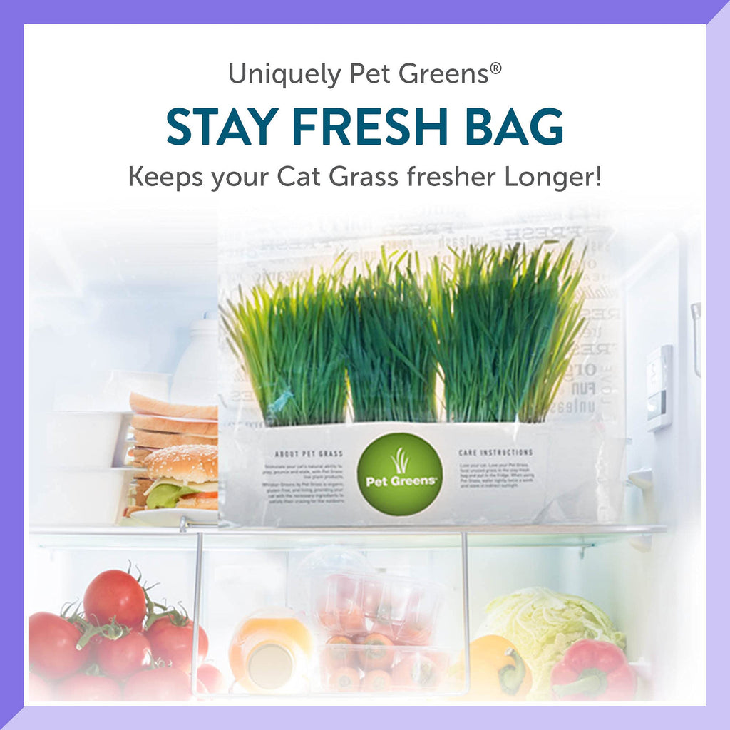 Organic Cat Grass Plant with Stand 3 Pack P430