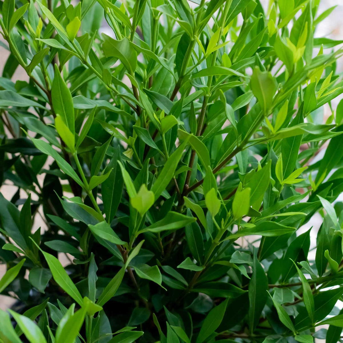 Frostproof Gardenia 2.5 Quart Flowering Evergreen Shrub X193