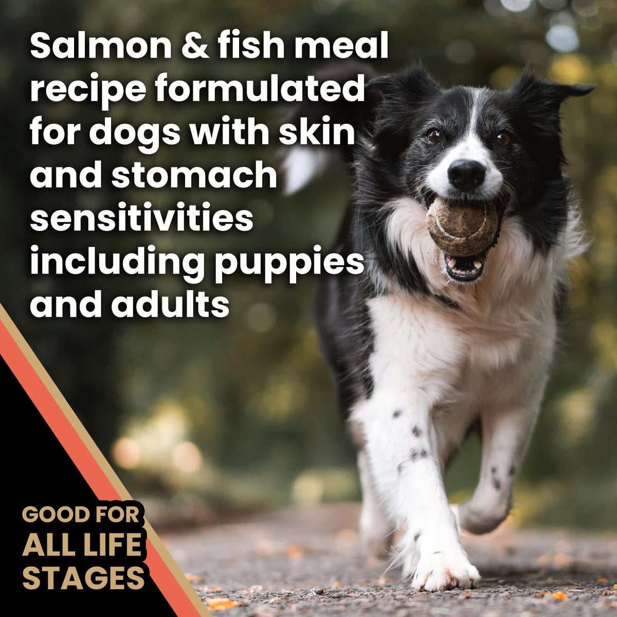 Salmon Meal & Brown Rice Dog Food, 30 lb T618