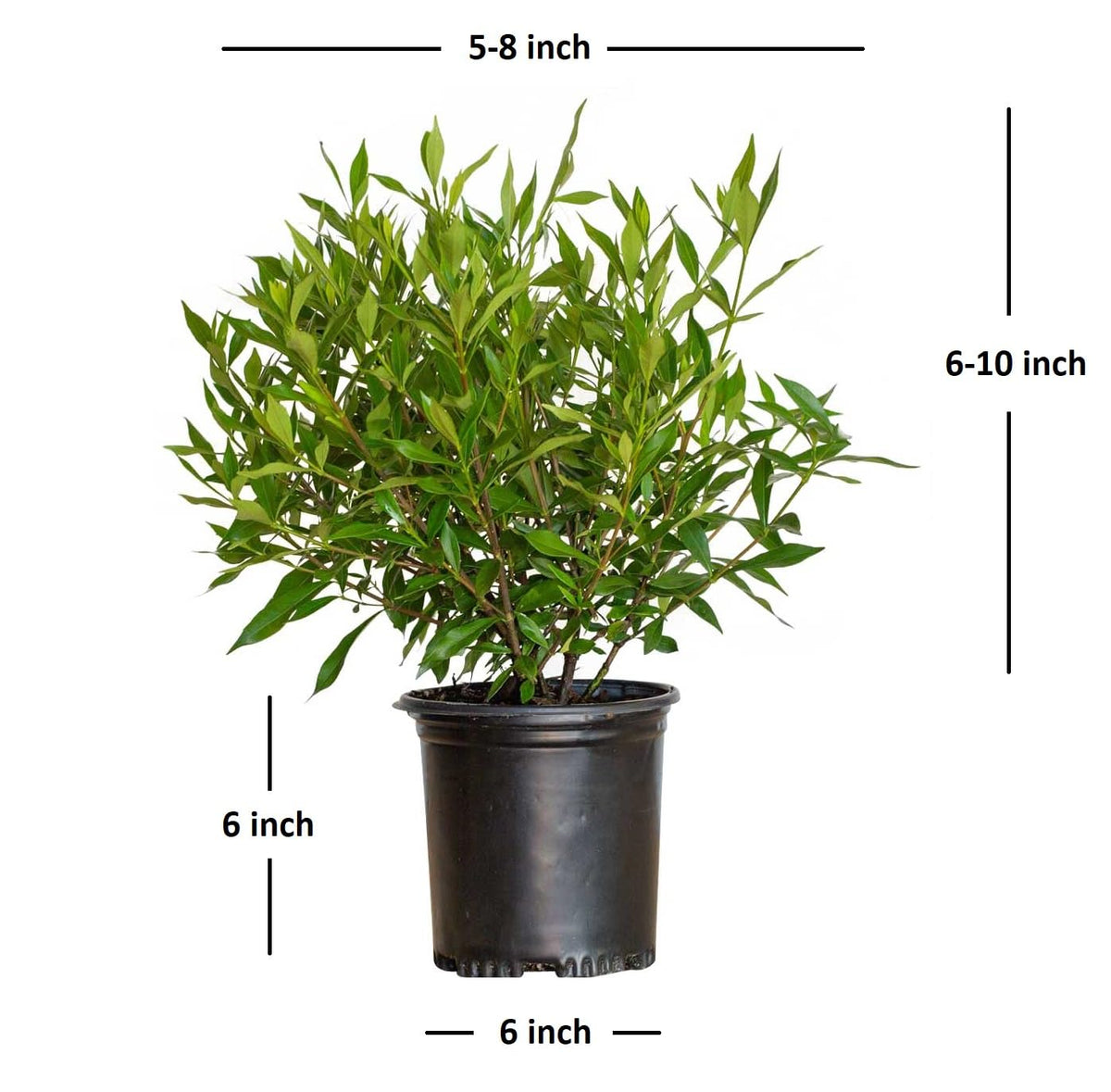 Frostproof Gardenia 2.5 Quart Flowering Evergreen Shrub X193