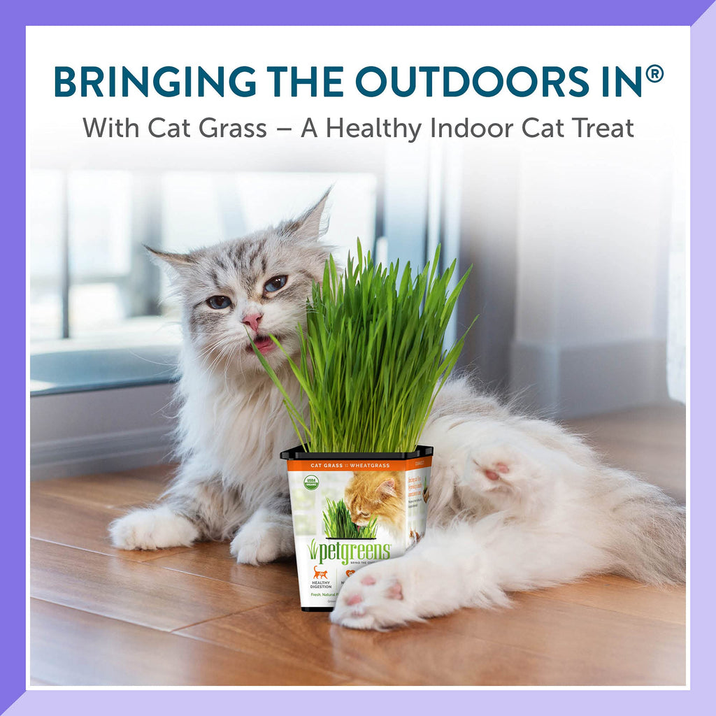 Organic Cat Grass Plant with Stand 3 Pack P430