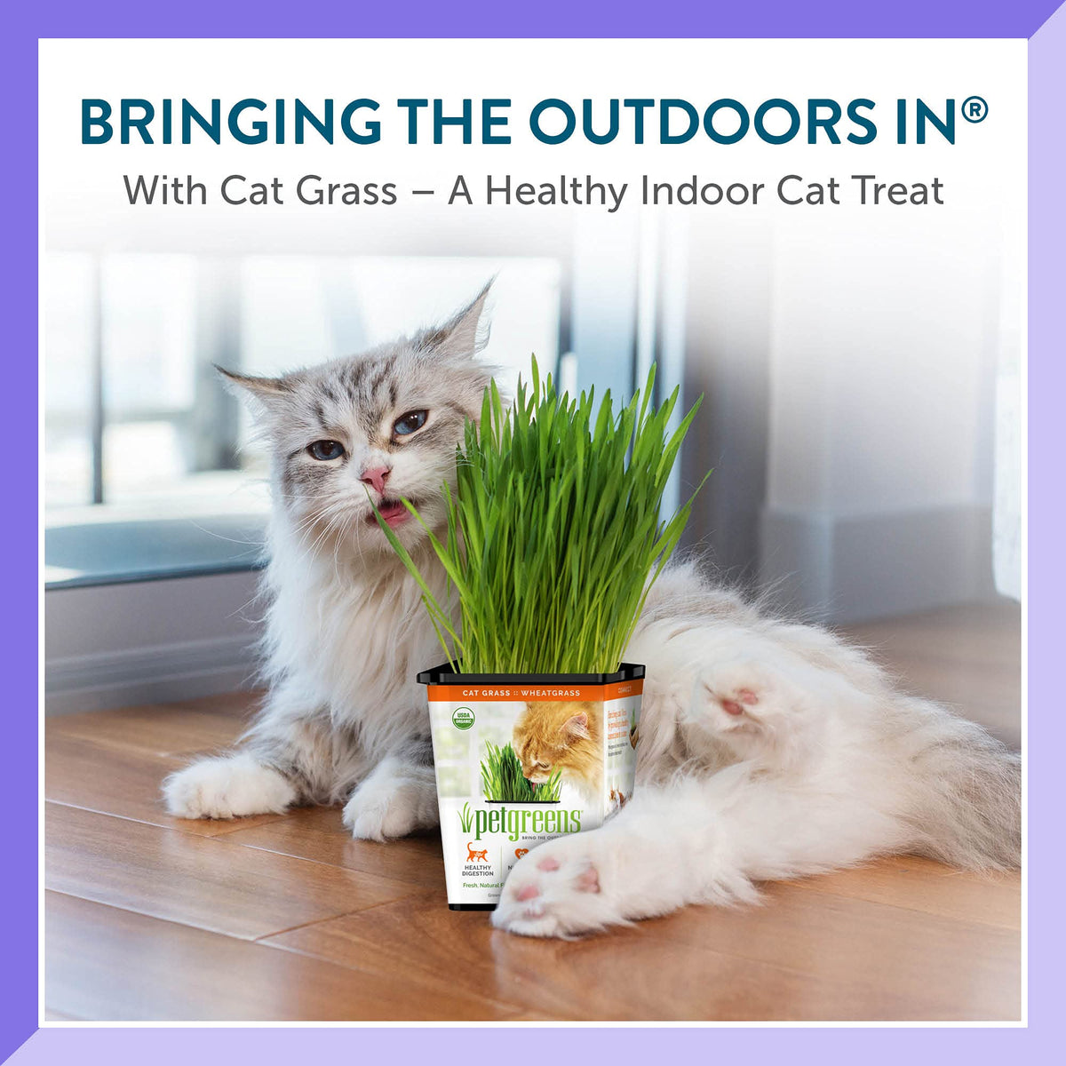 Organic Cat Grass Plant with Stand 3 Pack P430