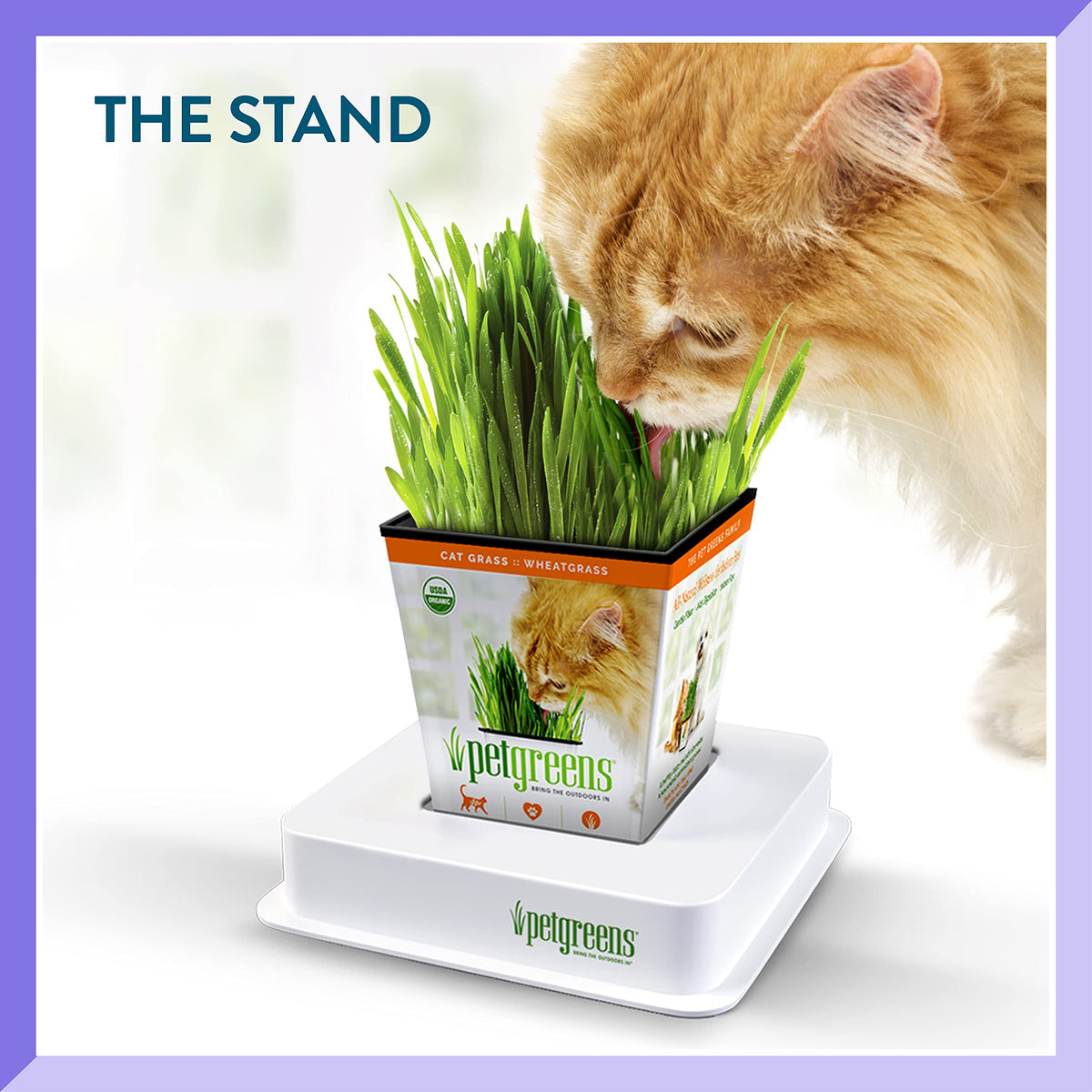Organic Cat Grass Plant with Stand 3 Pack P430