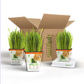 Organic Cat Grass Plant with Stand 3 Pack P430