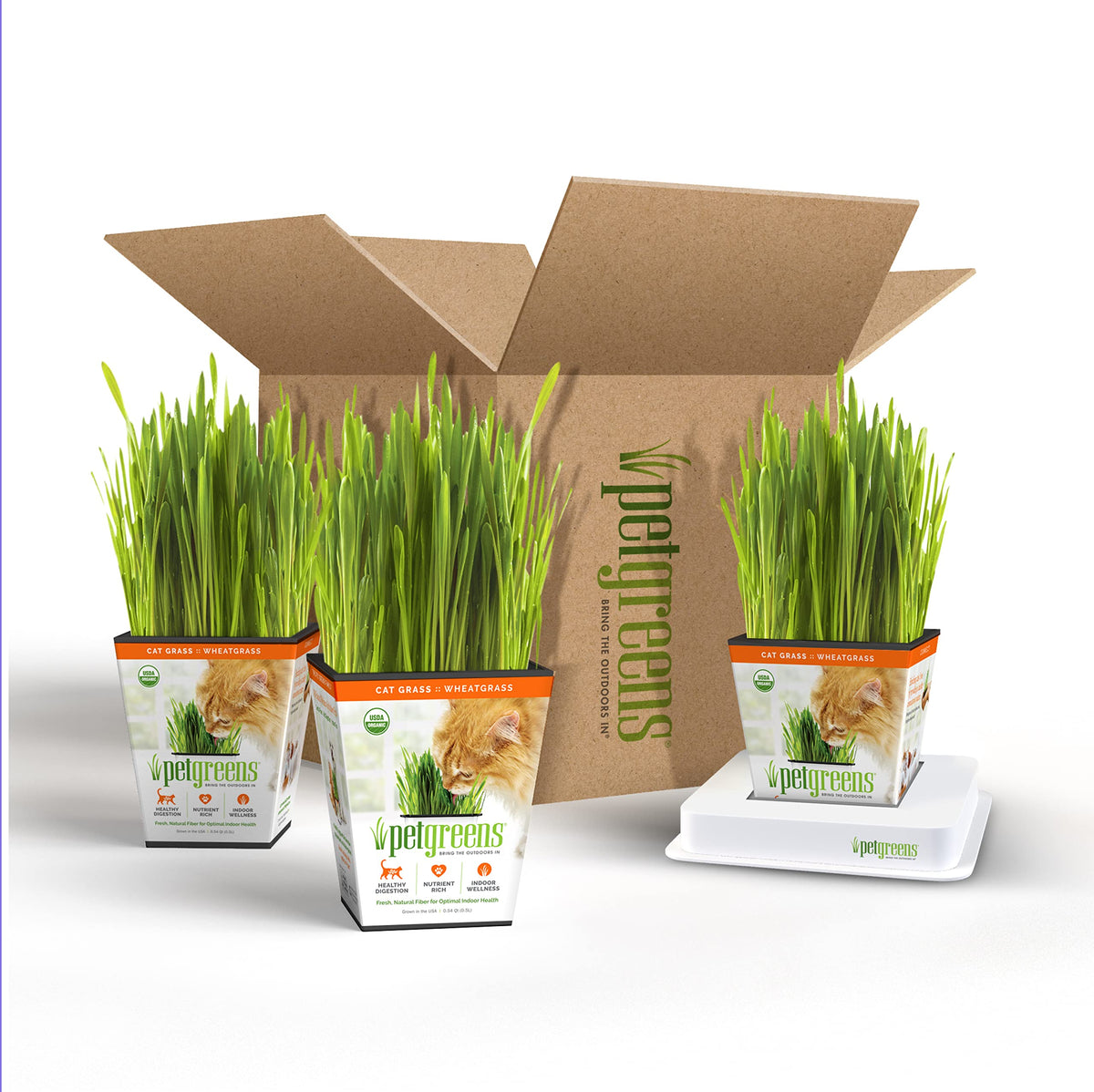Organic Cat Grass Plant with Stand 3 Pack P430