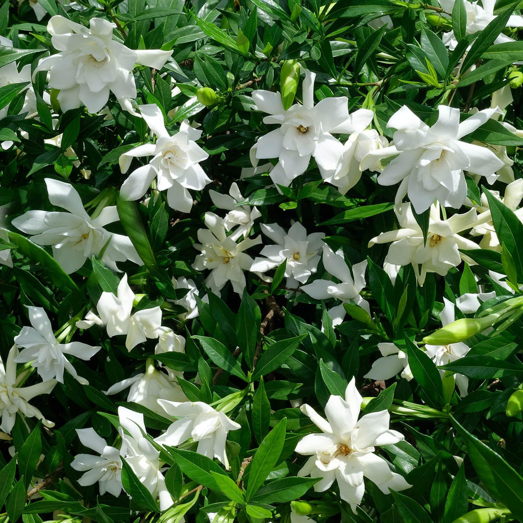 Frostproof Gardenia 2.5 Quart Flowering Evergreen Shrub X193