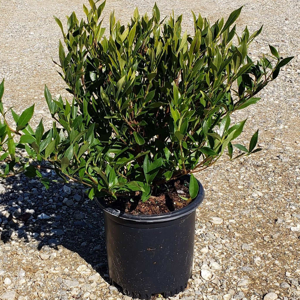 Frostproof Gardenia 2.5 Quart Flowering Evergreen Shrub X193